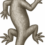 SALAMANO-Araldica-SALAMANDRA-500